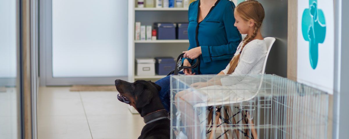 cabinet-veterinar-sector-4