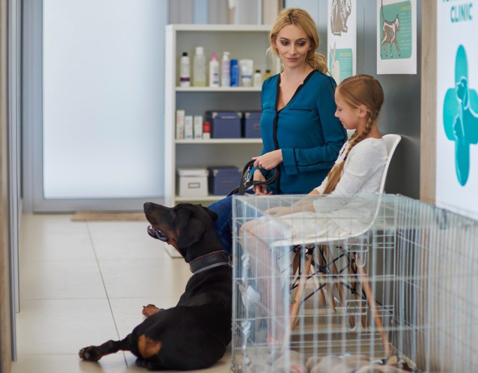 cabinet-veterinar-sector-4