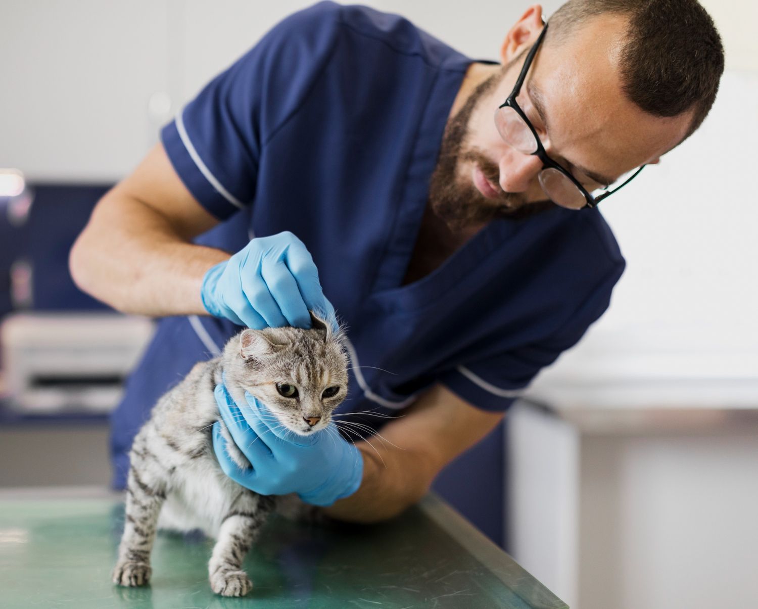 cabinet-veterinar-non-stop-bucuresti-1